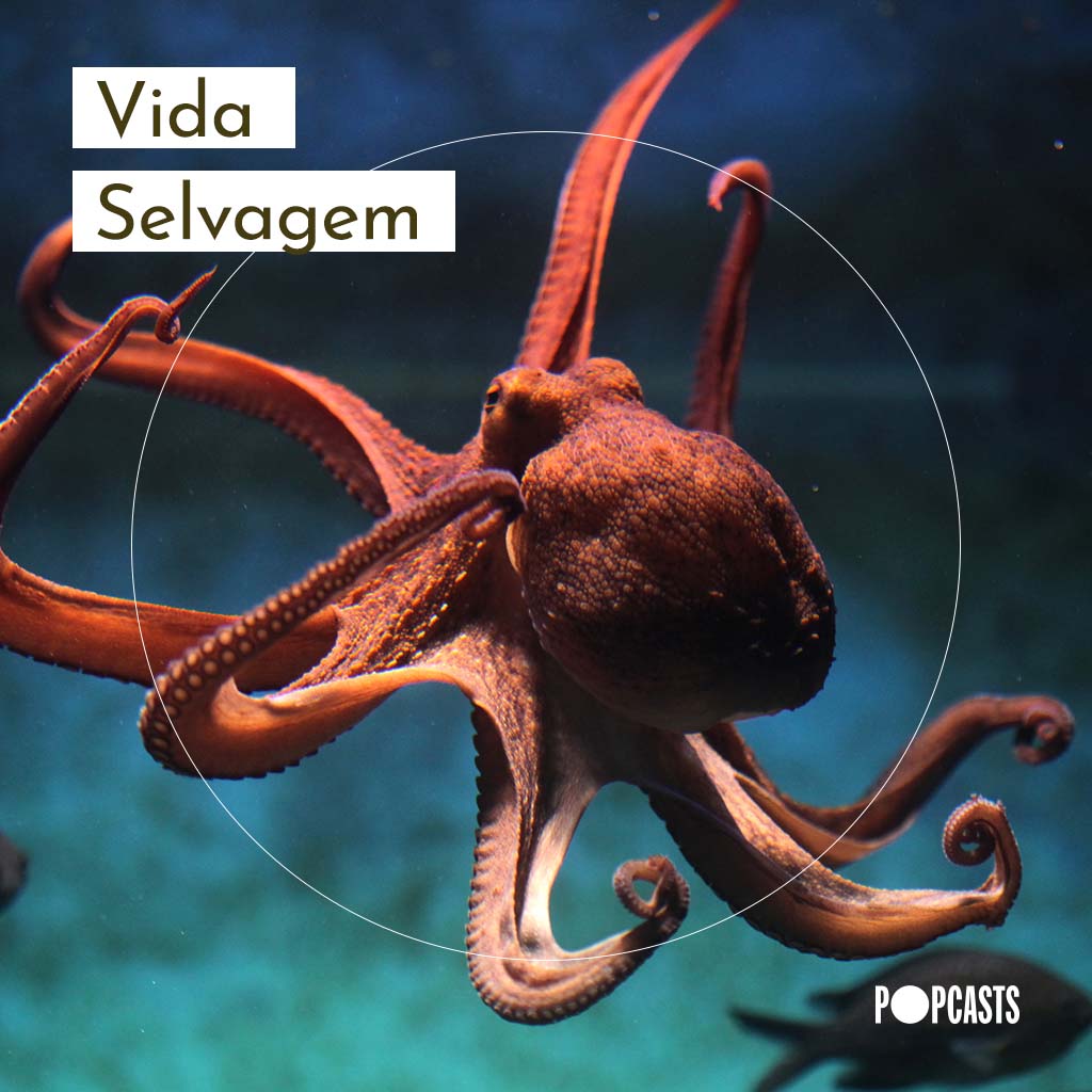 Vida Selvagem