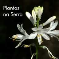 Plantas na Serra